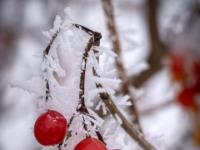 Rote Beeren umgeben von Raureif